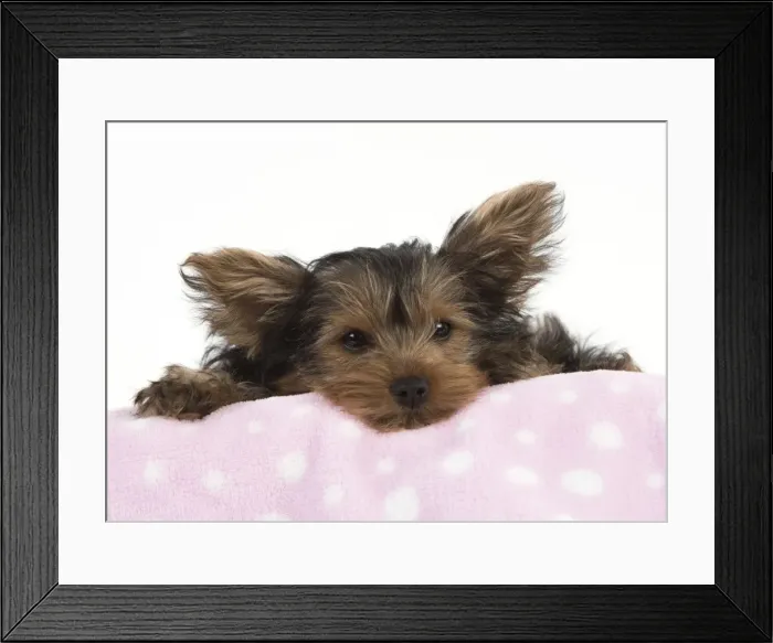Framed Print : Picture No. 11772371 Framed Print : Picture No. 11772371