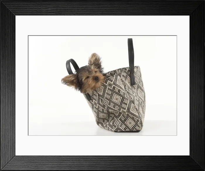 Framed Print : Picture No. 11772372 Framed Print : Picture No. 11772372