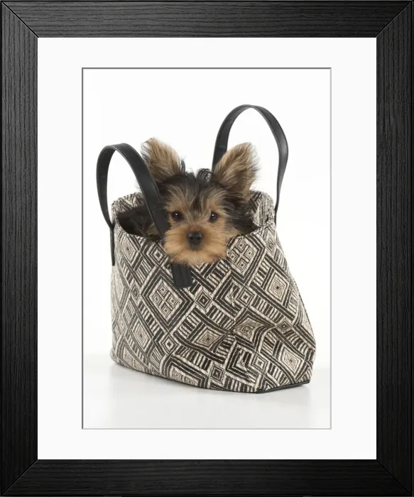 Framed Print : Picture No. 11772373 Framed Print : Picture No. 11772373