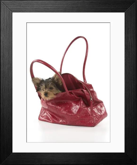 Framed Print : Picture No. 11772375 Framed Print : Picture No. 11772375