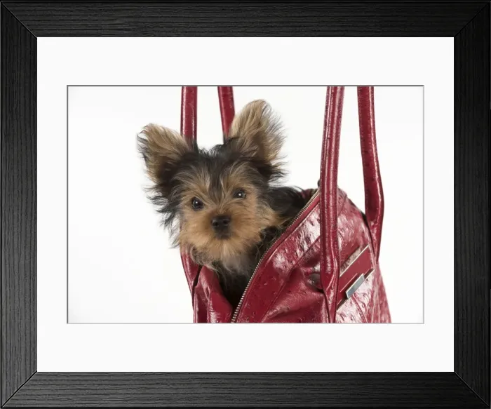Framed Print : Picture No. 11772376 Framed Print : Picture No. 11772376