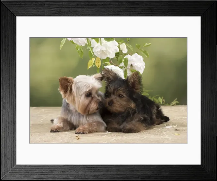 Framed Print : Picture No. 11772380 Framed Print : Picture No. 11772380
