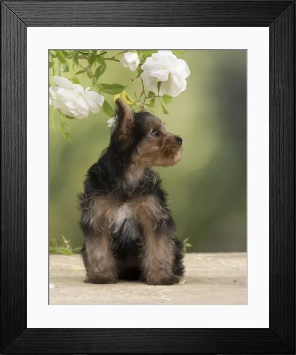 Framed Print : Picture No. 11772382 Framed Print : Picture No. 11772382