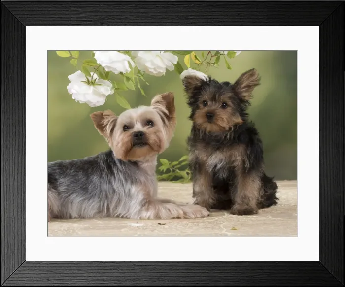 Framed Print : Picture No. 11772381 Framed Print : Picture No. 11772381