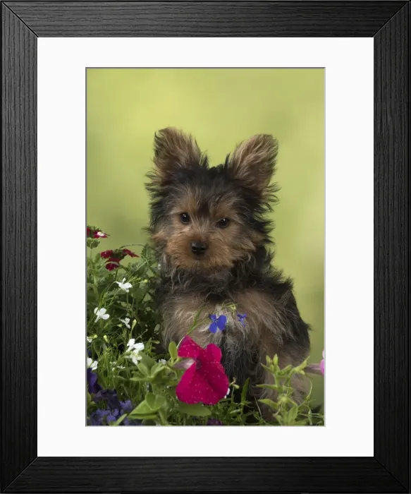 Framed Print : Picture No. 11772387 Framed Print : Picture No. 11772387