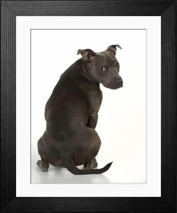 Framed Print : Picture No. 11772388 Framed Print : Picture No. 11772388