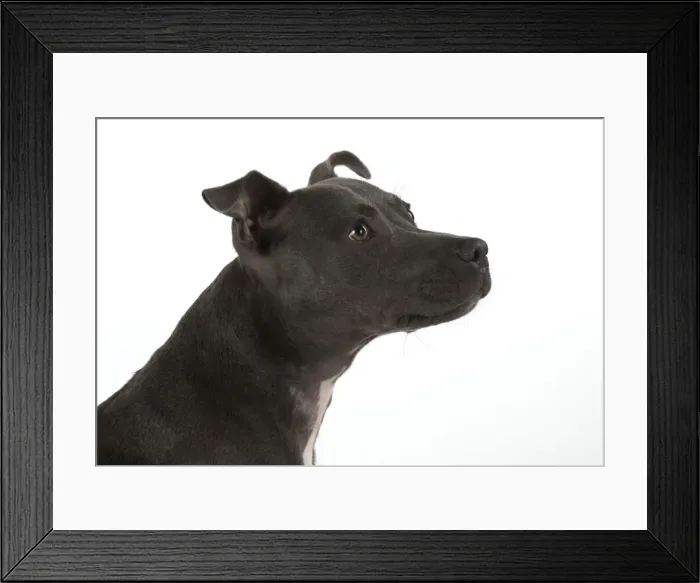 Framed Print : Picture No. 11772390 Framed Print : Picture No. 11772390