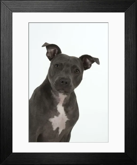 Framed Print : Picture No. 11772389 Framed Print : Picture No. 11772389