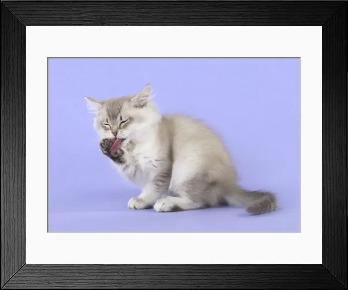 Framed Print : Picture No. 11772393 Framed Print : Picture No. 11772393