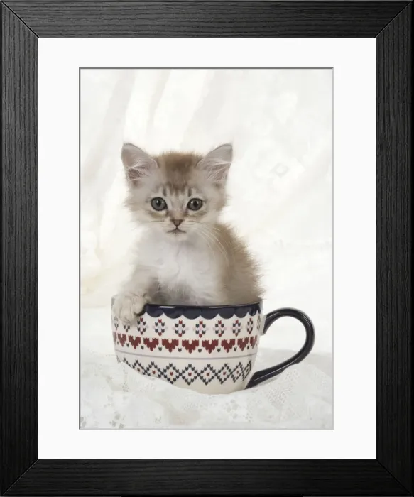 Framed Print : Picture No. 11772396 Framed Print : Picture No. 11772396