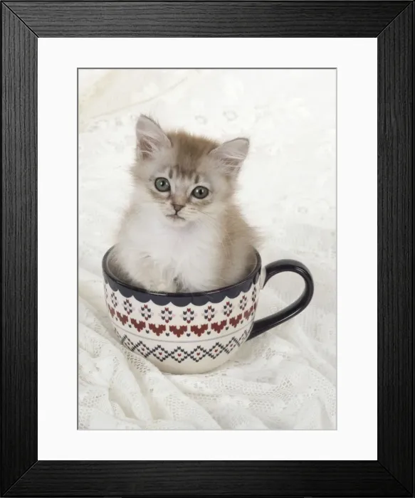 Framed Print : Picture No. 11772397 Framed Print : Picture No. 11772397