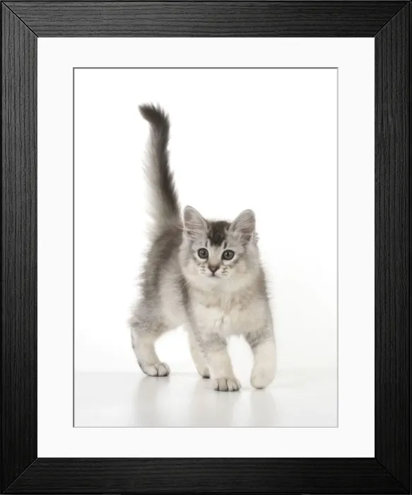 Framed Print : Picture No. 11772399 Framed Print : Picture No. 11772399