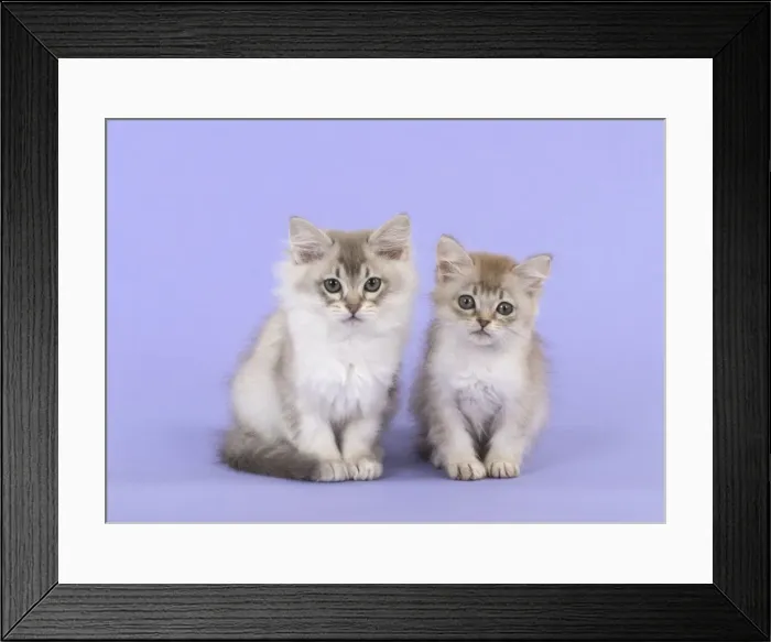 Framed Print : Picture No. 11772391 Framed Print : Picture No. 11772391