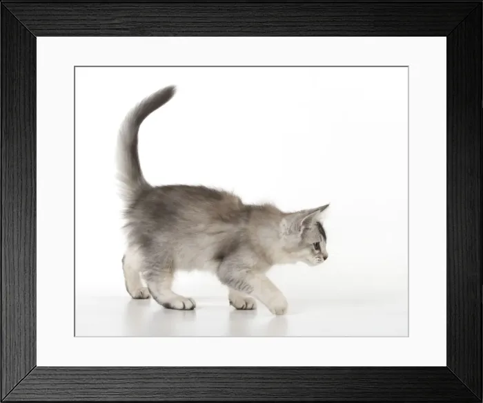 Framed Print : Picture No. 11772401 Framed Print : Picture No. 11772401