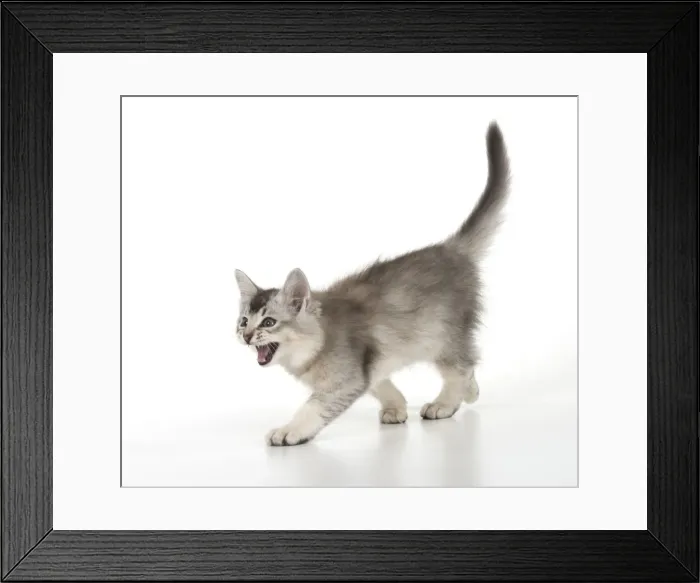 Framed Print : Picture No. 11772403 Framed Print : Picture No. 11772403
