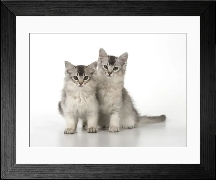 Framed Print : Picture No. 11772400 Framed Print : Picture No. 11772400