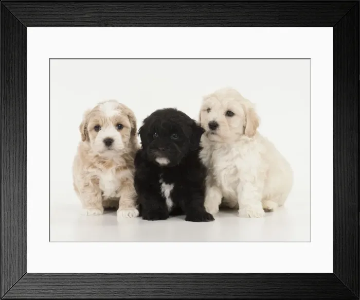 Framed Print : Picture No. 11772411 Framed Print : Picture No. 11772411