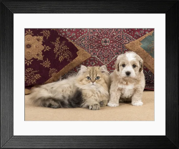 Framed Print : Picture No. 11772412 Framed Print : Picture No. 11772412