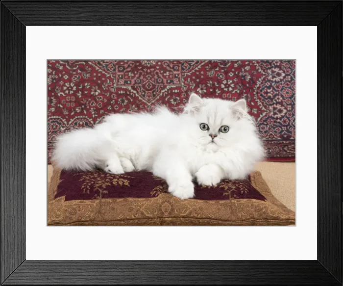 Framed Print : Picture No. 11772417
