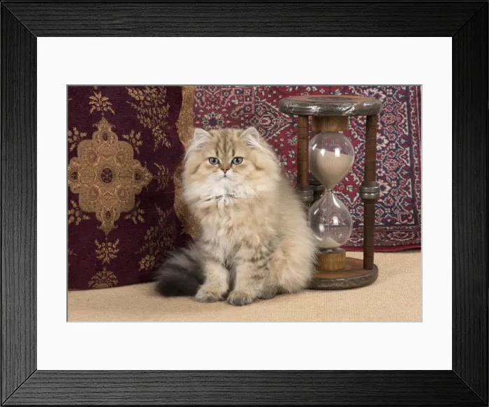 Framed Print : Picture No. 11772416 Framed Print : Picture No. 11772416