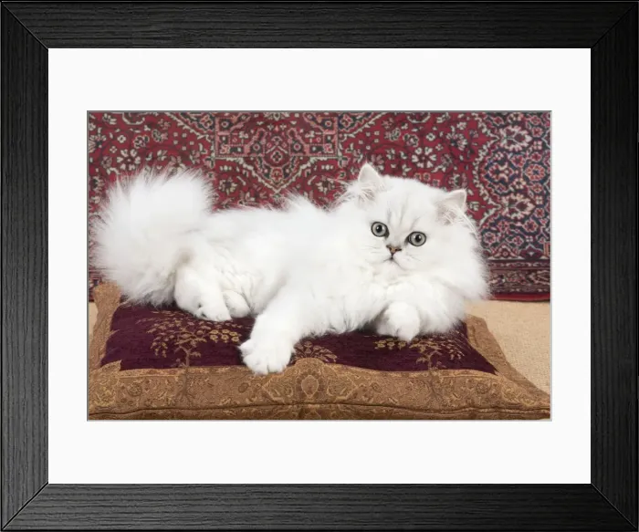 Framed Print : Picture No. 11772418 Framed Print : Picture No. 11772418