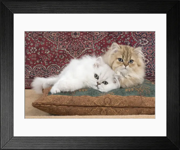 Framed Print : Picture No. 11772420 Framed Print : Picture No. 11772420