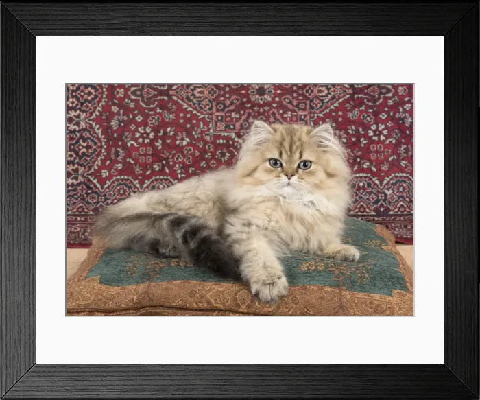 Framed Print : Picture No. 11772419 Framed Print : Picture No. 11772419
