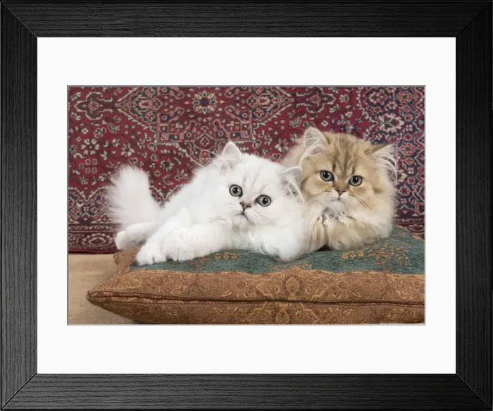 Framed Print : Picture No. 11772421 Framed Print : Picture No. 11772421