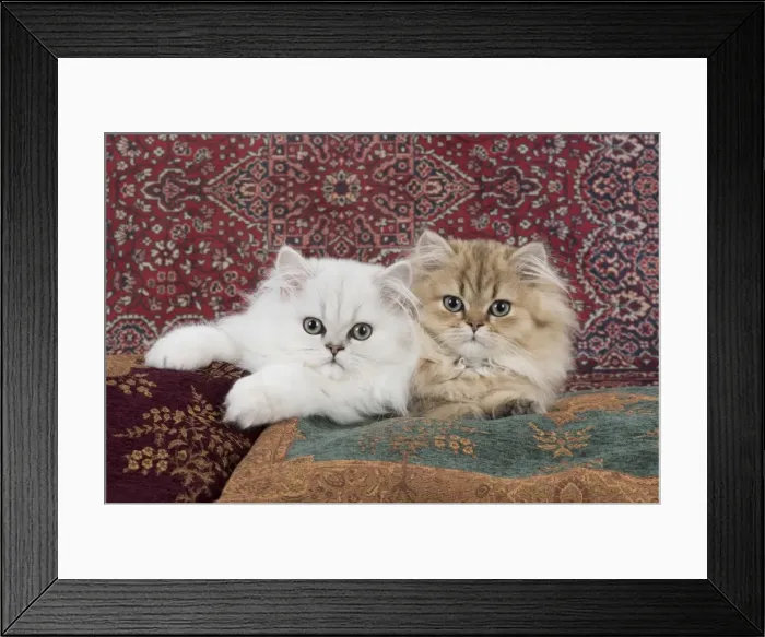 Framed Print : Picture No. 11772423 Framed Print : Picture No. 11772423
