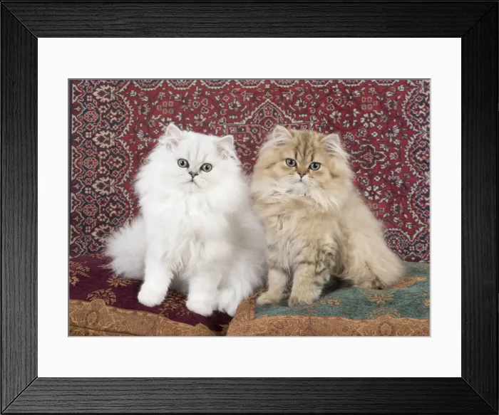 Framed Print : Picture No. 11772422 Framed Print : Picture No. 11772422