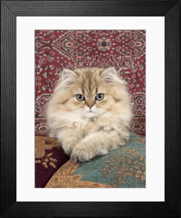 Framed Print : Picture No. 11772424 Framed Print : Picture No. 11772424