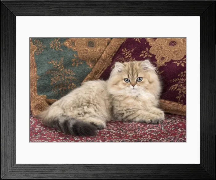 Framed Print : Picture No. 11772425 Framed Print : Picture No. 11772425