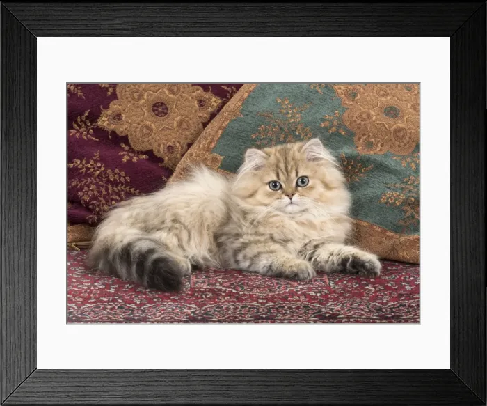 Framed Print : Picture No. 11772426 Framed Print : Picture No. 11772426