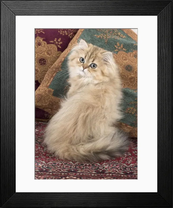Framed Print : Picture No. 11772427 Framed Print : Picture No. 11772427