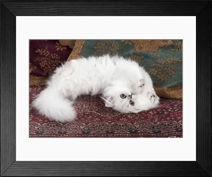 Framed Print : Picture No. 11772429 Framed Print : Picture No. 11772429