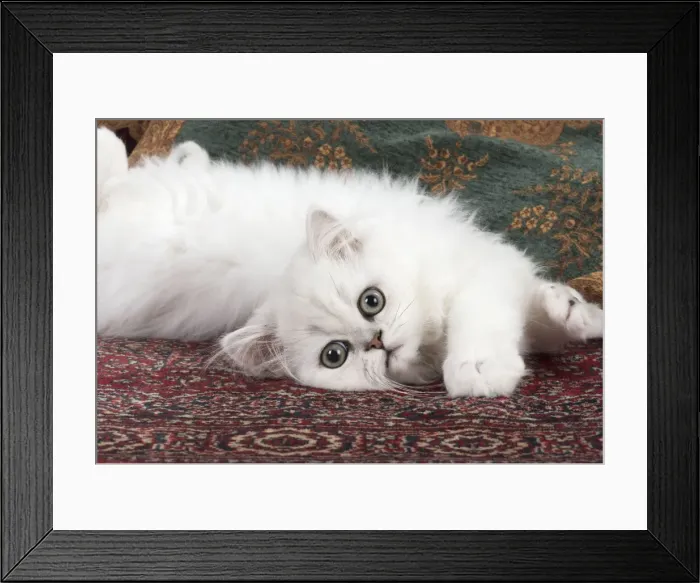 Framed Print : Picture No. 11772428 Framed Print : Picture No. 11772428
