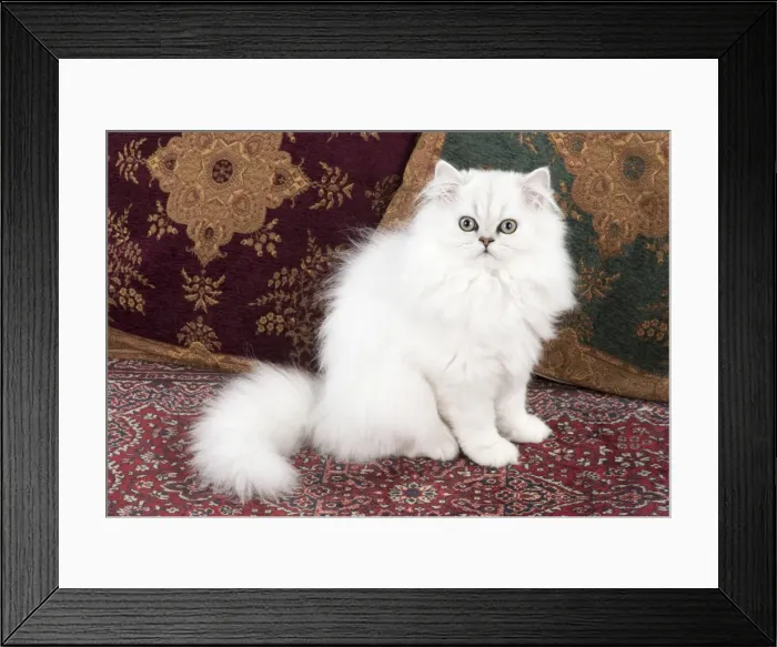 Framed Print : Picture No. 11772430 Framed Print : Picture No. 11772430