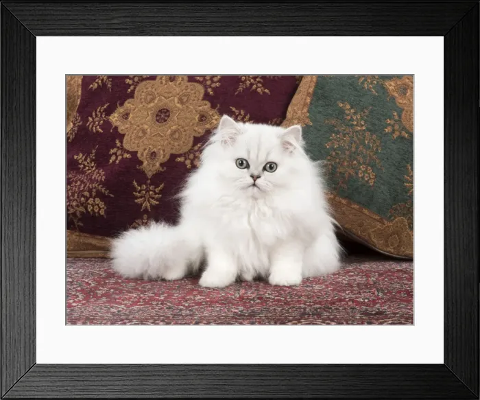 Framed Print : Picture No. 11772431 Framed Print : Picture No. 11772431