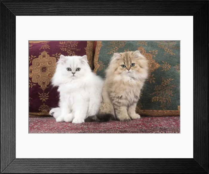 Framed Print : Picture No. 11772432 Framed Print : Picture No. 11772432