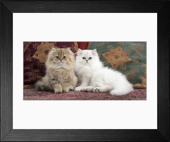 Framed Print : Picture No. 11772433 Framed Print : Picture No. 11772433