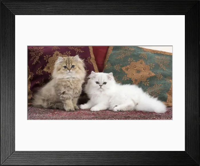 Framed Print : Picture No. 11772434 Framed Print : Picture No. 11772434
