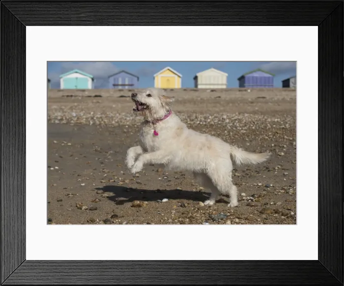 Framed Print : Picture No. 11772443 Framed Print : Picture No. 11772443