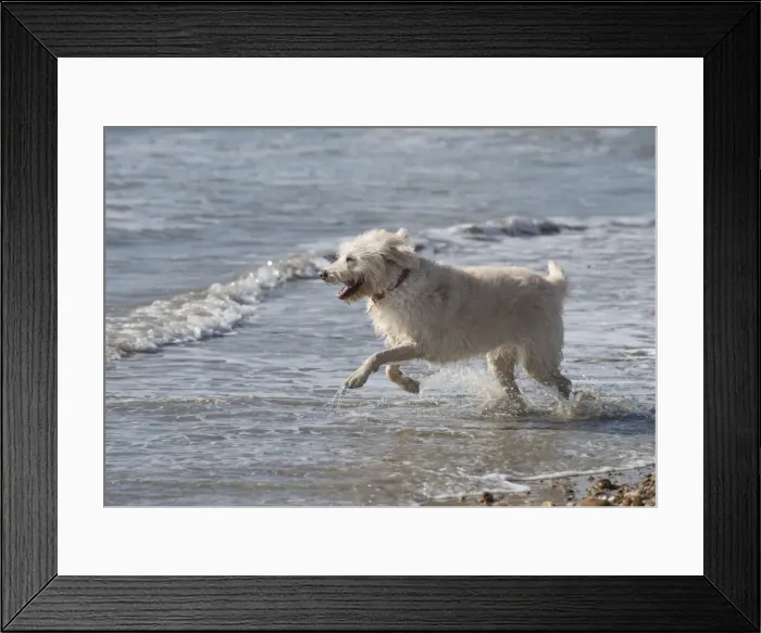 Framed Print : Picture No. 11772444 Framed Print : Picture No. 11772444