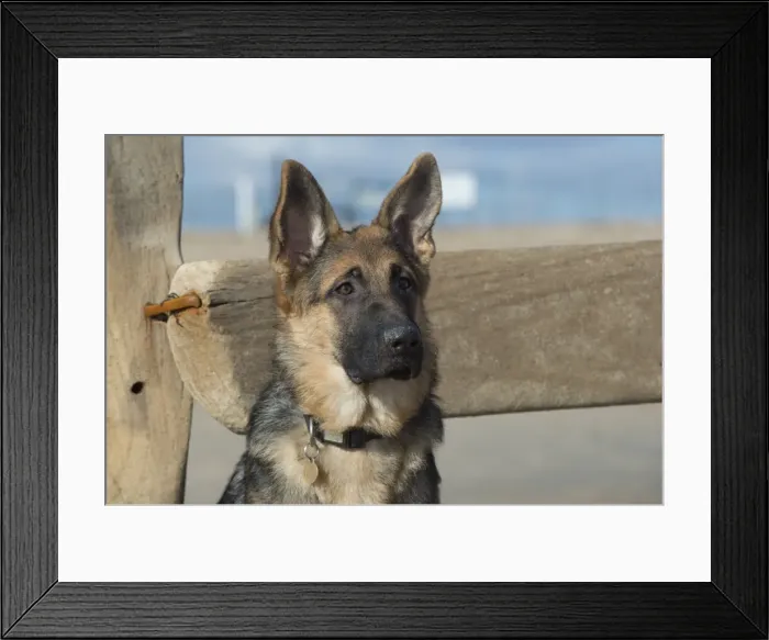 Framed Print : Picture No. 11772445 Framed Print : Picture No. 11772445
