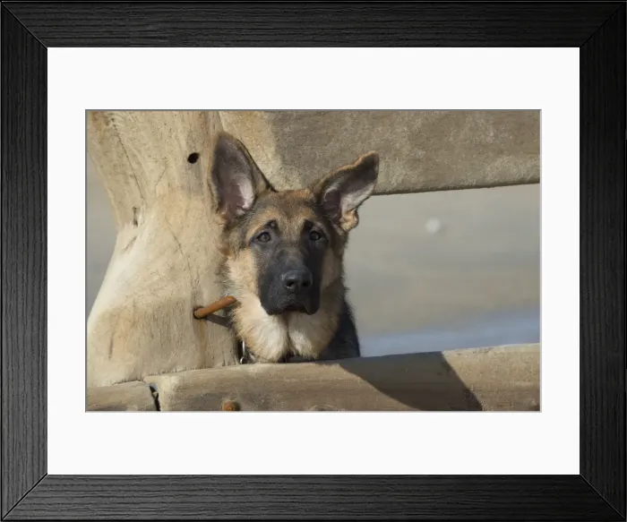 Framed Print : Picture No. 11772446 Framed Print : Picture No. 11772446