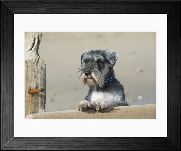 Framed Print : Picture No. 11772448 Framed Print : Picture No. 11772448