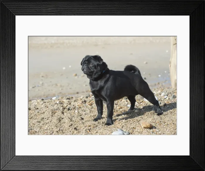 Framed Print : Picture No. 11772449 Framed Print : Picture No. 11772449