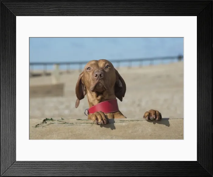 Framed Print : Picture No. 11772453 Framed Print : Picture No. 11772453