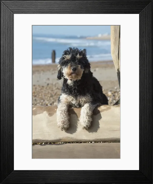 Framed Print : Picture No. 11772456 Framed Print : Picture No. 11772456
