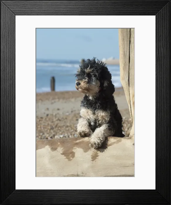 Framed Print : Picture No. 11772458 Framed Print : Picture No. 11772458
